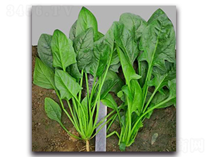 706-���˷N��-�G�x�N�I