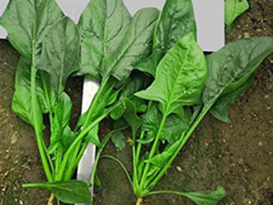 705-���˷N��-�G�x�N�I