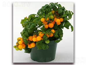 TA05-���ѷN��-�G�x�N�I