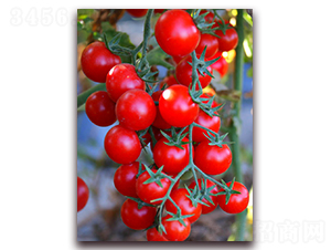 TM808-���ѷN��-�G�x�N�I