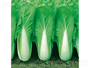 �֠����2̖-��˷N��-�֠��r�I