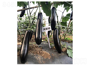 ��˹�غ��L��-���ӷN��-ʢ���N��