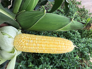 維甜54-玉米種子-哈維農業