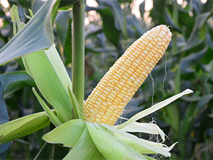 ����5̖-���׷N��-���S�r�I