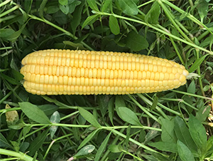 �S��1̖-���׷N��-���S�r�I