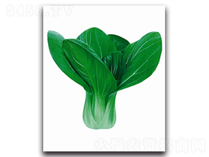 ����12̖�๣��-�๣�˷N��-����N�I