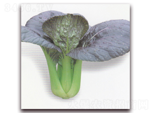 �����๣��-�๣�˷N��-����N�I