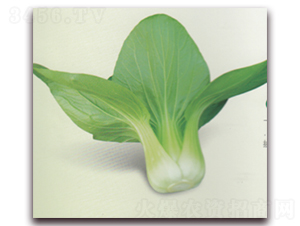 ����S600-�๣�˷N��-����N�I