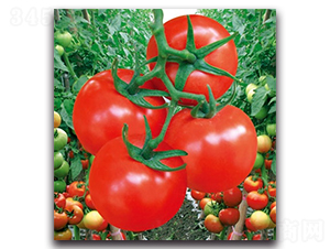 紅力大紅番茄-番茄種子-科翔種業