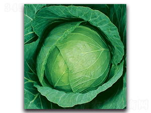 未來783甘藍-甘藍種子-科翔種業