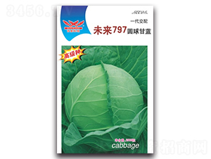 未來797-甘藍種子-科翔種業