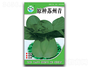 原種蘇州青-青菜種子-嵊科種業(yè)