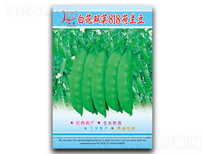 白花雙莢818-荷蘭豆種子-閩皇種業