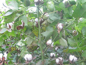 �K�s208-�޻��N��-����N�I