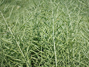 �K��1̖-�Ͳ˷N��-����N�I