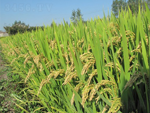 ����6̖-ˮ���N��-����N�I