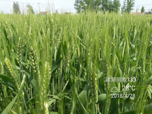 ����133-С���N��-����N�I