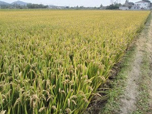 ��Ŵ1332-ˮ���N��-����N�I