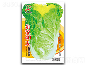 �s��40��-��˷N��-�}�ʷN�I