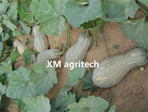 �۱�-�ϹϷN��-���r�r�I