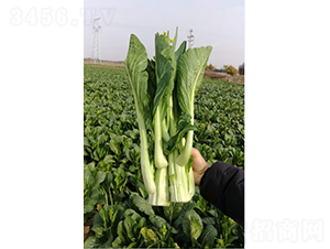 �_��һ̖�����-����ķN��-�r���N��