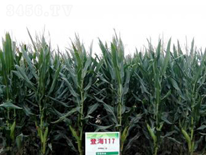 �Ǻ�117-���׷N��-�Ǻ��N�I