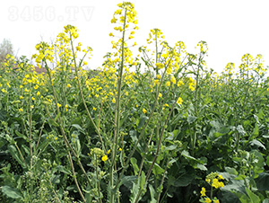 ����5103-�Ͳ˷N��-���r�l