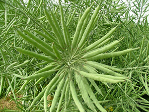 ��ʢ��555-�Ͳ˷N��-���r�l