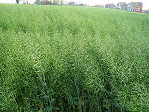 �����s11-�Ͳ˷N��-���r�l