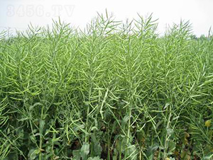 �����s2̖-�Ͳ˷N��-���r�l