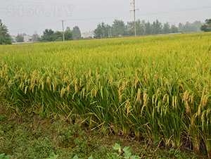 �V�Ƀ�16-ˮ���N��-�зN���F