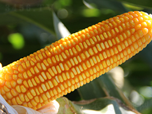 德單5號-玉米種子-萬向德農(nóng)