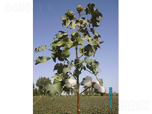 ����431-�޻��N��-�ػͷN�I