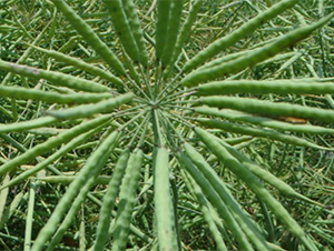 ʢ��664-�Ͳ˷N��-�t��N�I