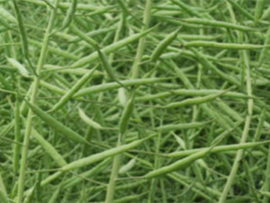 �к��s418-�Ͳ˷N��-�t��N�I