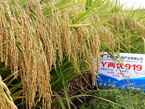 Y兩優919-水稻種子-袁糧