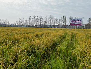 ����(y��u)202-ˮ���N��-Ԭ�Z