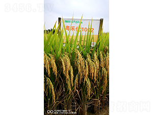 粵禾優1002-水稻種子-華茂高科