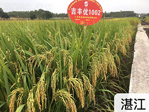 吉豐優(yōu)1002-水稻種子-華茂高科