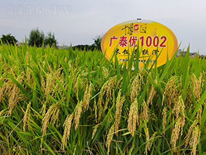 廣泰優1002-水稻種子-華茂高科