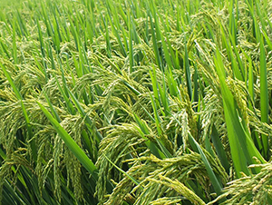 B兩優141-水稻種子-希望種業