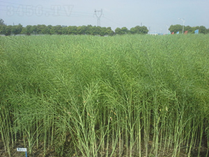 �����s6815-�Ͳ˷N��-���A���r