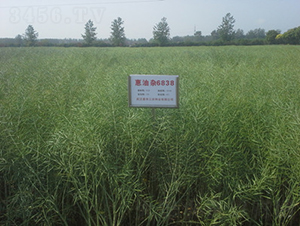 �����s6838-�Ͳ˷N��-���A���r