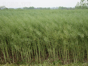 T2159-�Ͳ˷N��-���A���r