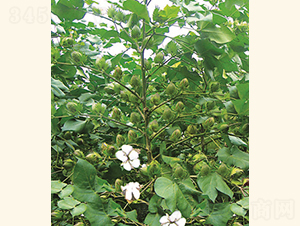 ���s��5̖-�޻��N��-���A���r