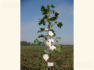 ���s��3̖-�޻��N��-���A���r