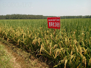 惠兩優369-水稻種子-惠華三農