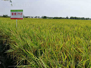 荃優712-水稻種子-惠華三農
