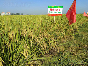 �Ƀ�619-ˮ���N��-���A���r