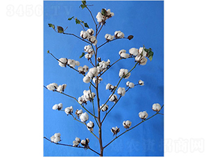 ����338-�޻��N��-�y�d�N�I